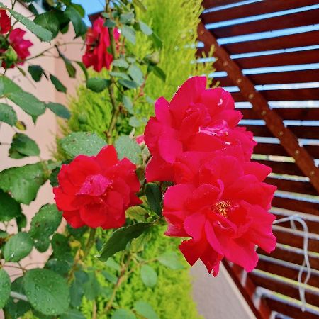 Rosinha Country House Vale de Cambra Bagian luar foto