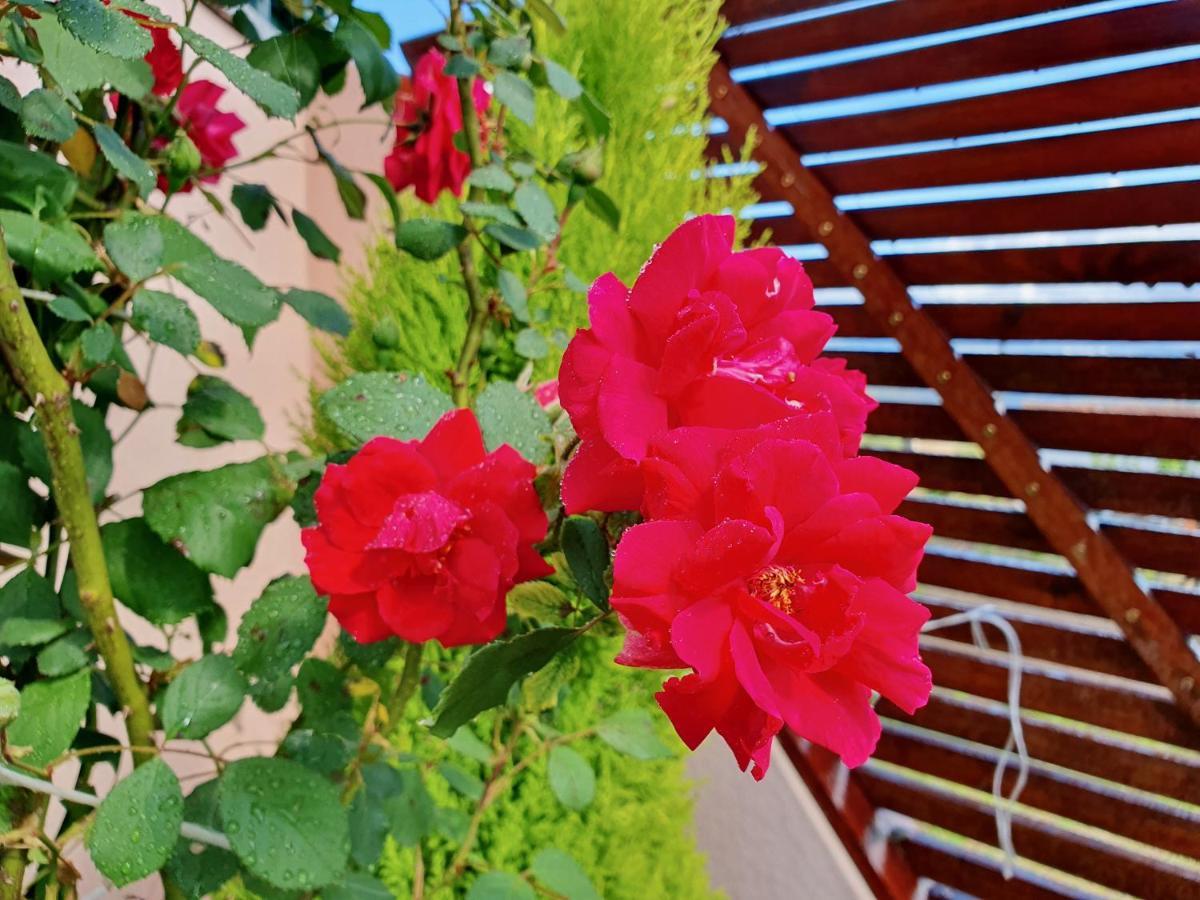 Rosinha Country House Vale de Cambra Bagian luar foto