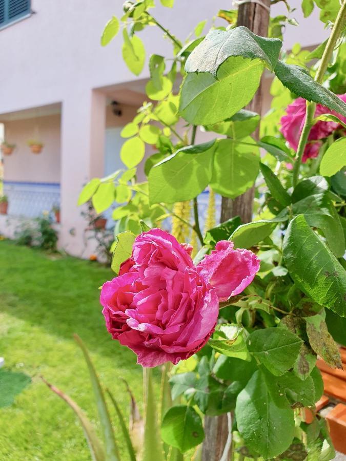 Rosinha Country House Vale de Cambra Bagian luar foto